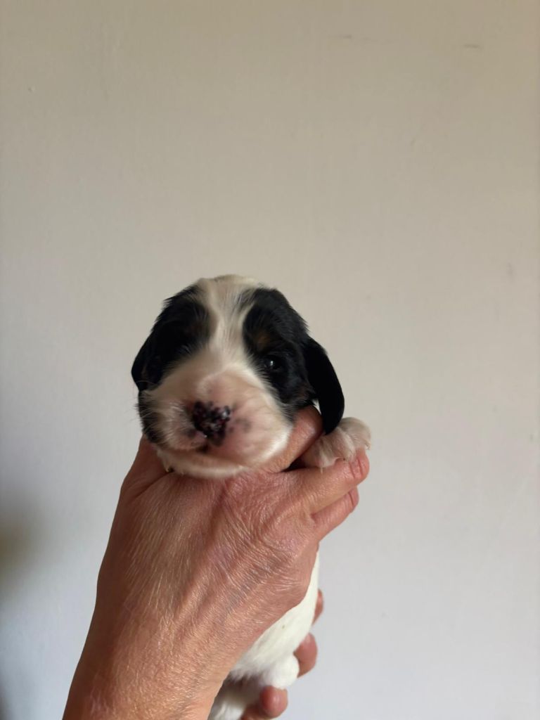 Du Domaine de Cors - Chiot disponible  - Cocker Spaniel Anglais