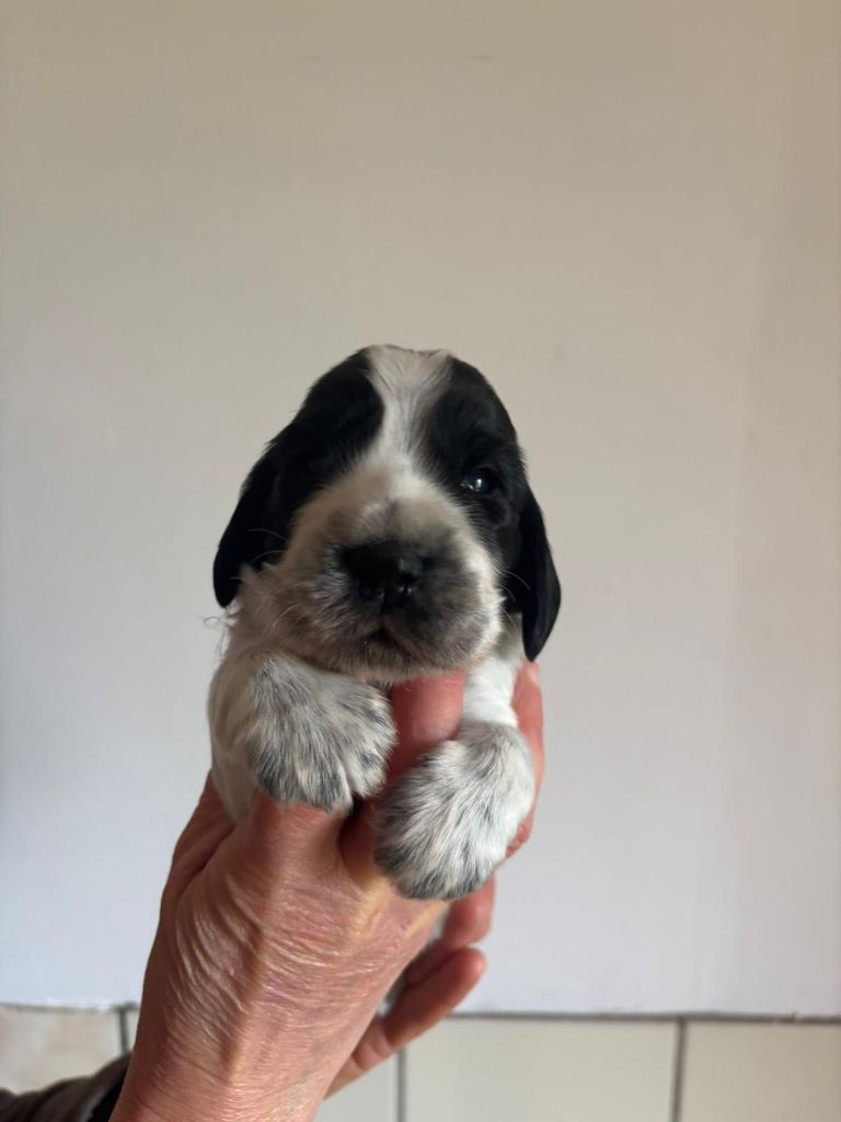 Du Domaine de Cors - Chiot disponible  - Cocker Spaniel Anglais