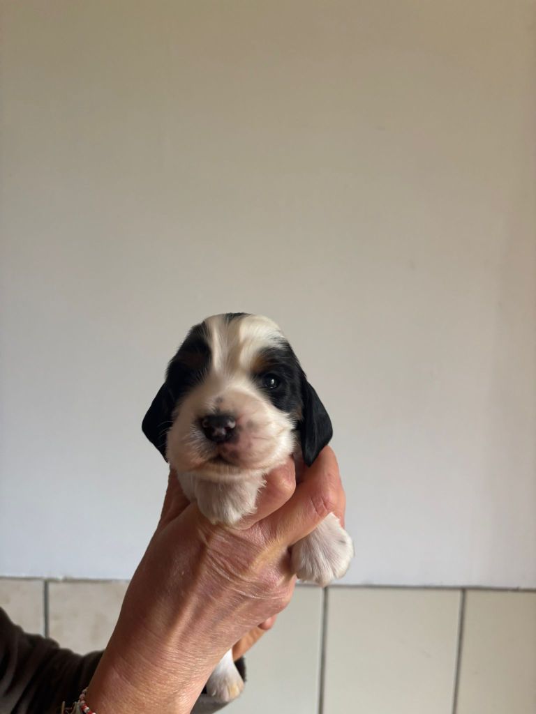 Du Domaine de Cors - Chiot disponible  - Cocker Spaniel Anglais