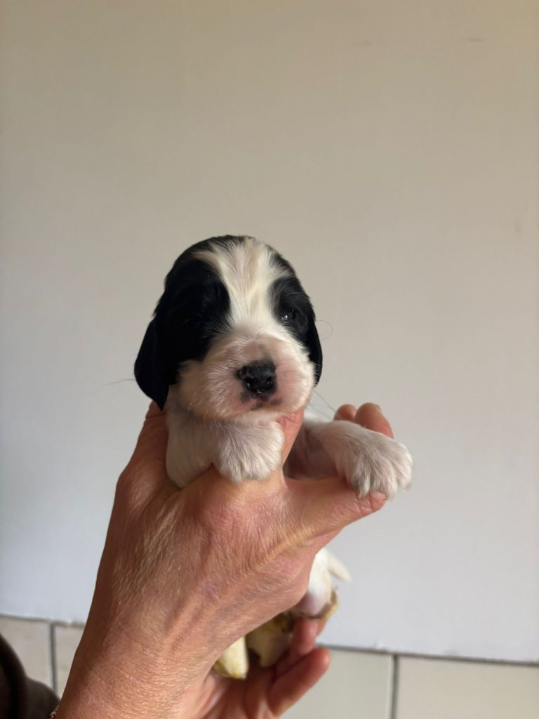 Du Domaine de Cors - Chiot disponible  - Cocker Spaniel Anglais