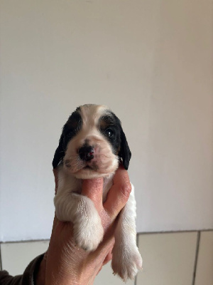 Du Domaine de Cors - Cocker Spaniel Anglais - Portée née le 15/01/2025