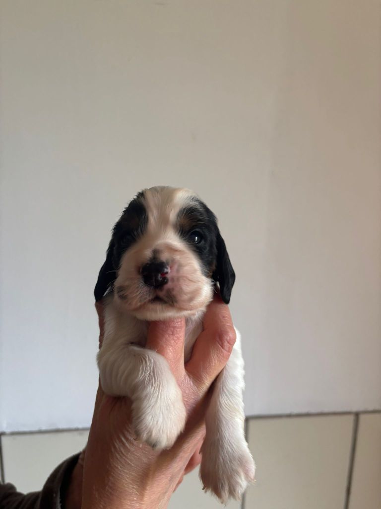 Du Domaine de Cors - Chiot disponible  - Cocker Spaniel Anglais