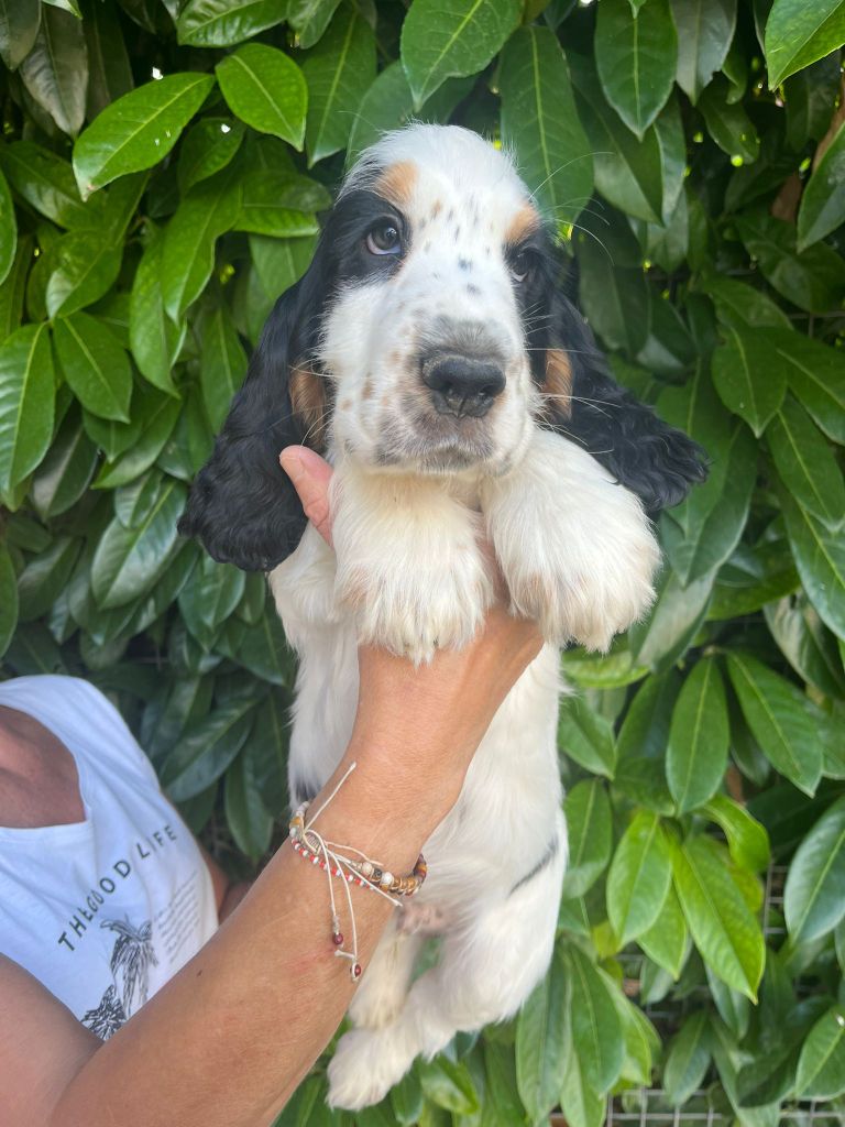 Chiots unique et mambo 