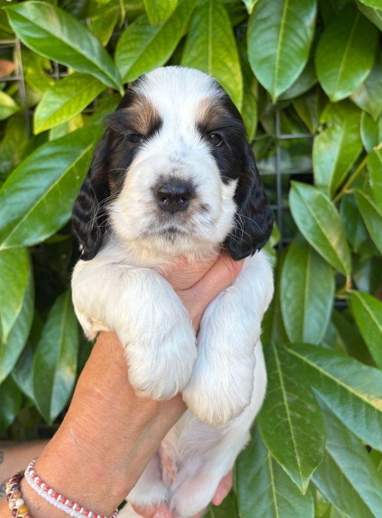 Chiots unique et mambo nouvelles photos