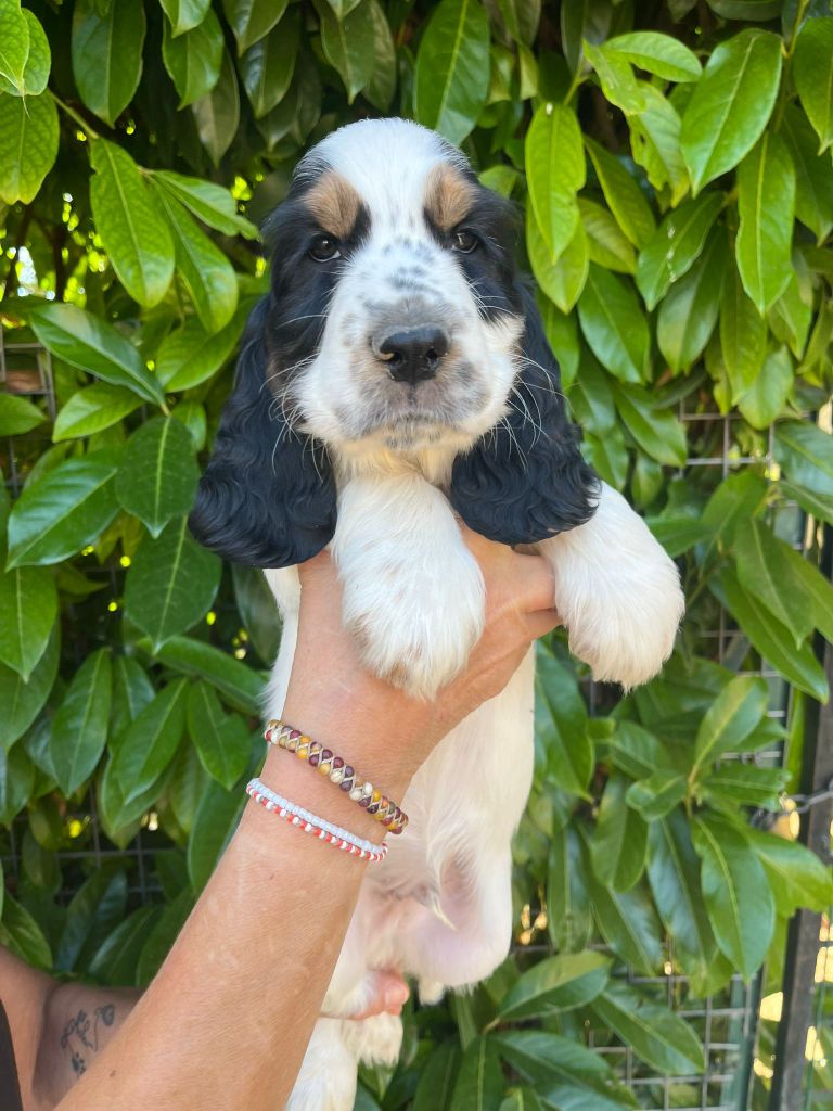 Chiots disponibles 