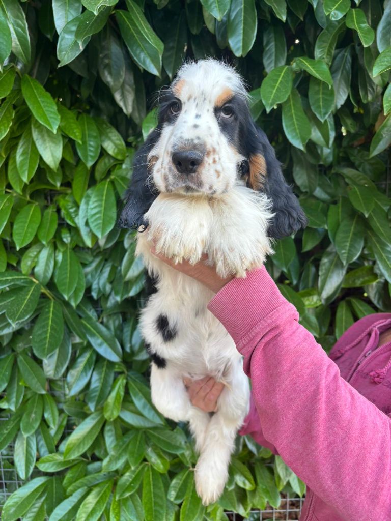 Du Domaine de Cors - 3 mois aujourd'hui pour aetemis