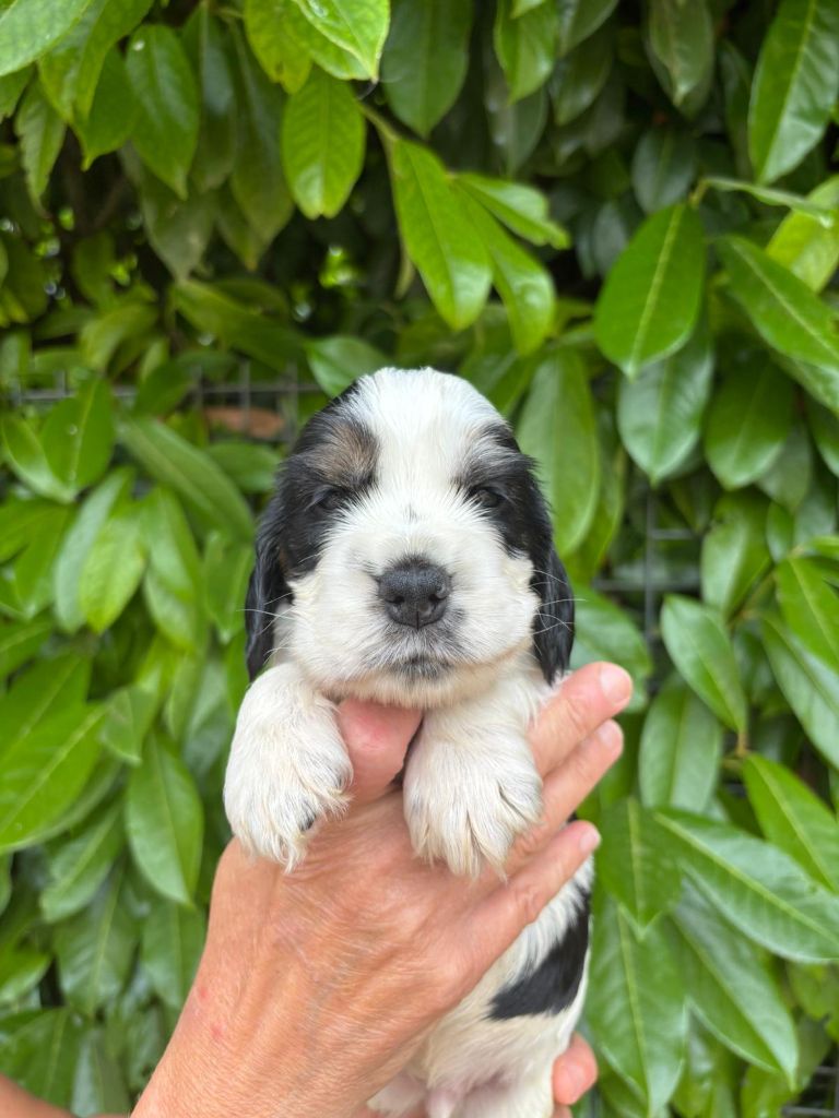 Du Domaine de Cors - Chiots disponibles - Cocker Spaniel Anglais