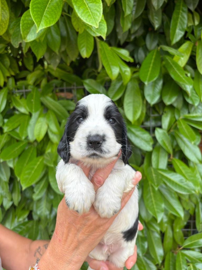 Du Domaine de Cors - Chiots disponibles - Cocker Spaniel Anglais
