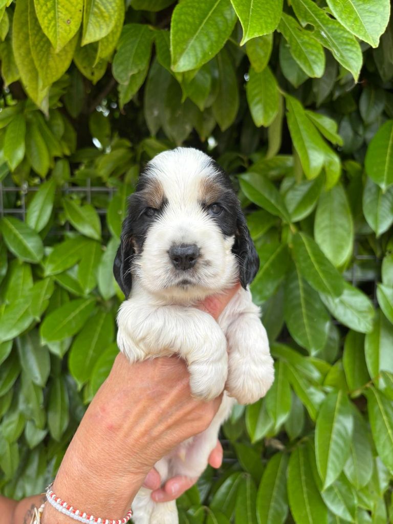 Du Domaine de Cors - Chiots disponibles - Cocker Spaniel Anglais