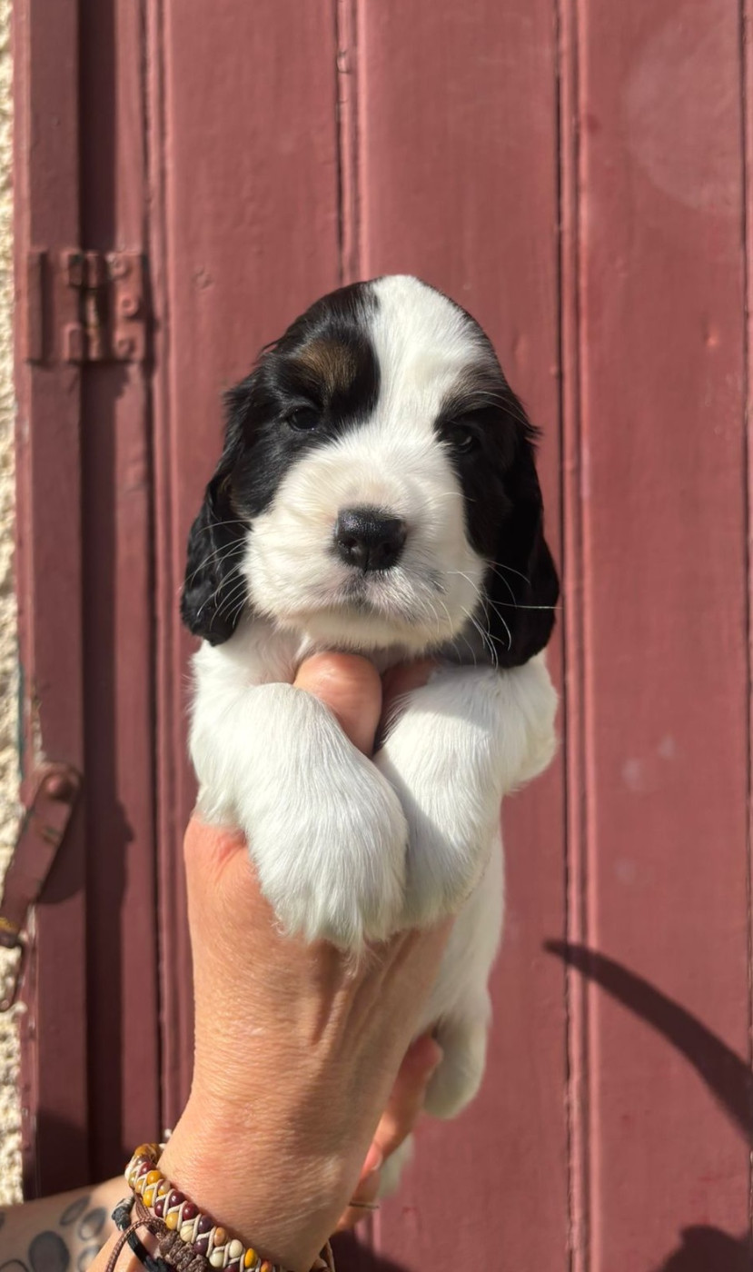 Du Domaine de Cors - Chiots disponibles - Cocker Spaniel Anglais