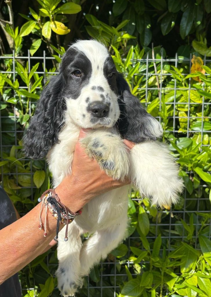 Du Domaine de Cors - Chiots disponibles - Cocker Spaniel Anglais