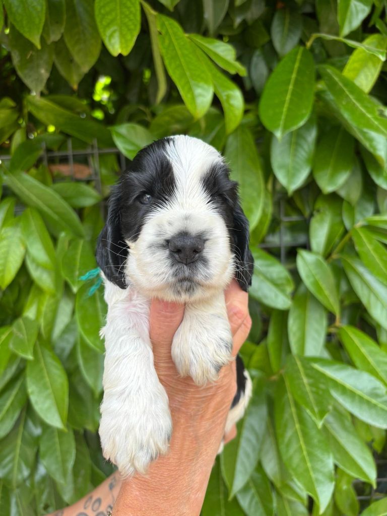 Du Domaine de Cors - Chiots disponibles - Cocker Spaniel Anglais