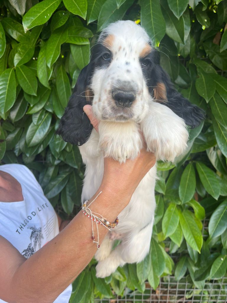 Du Domaine de Cors - Chiots disponibles - Cocker Spaniel Anglais