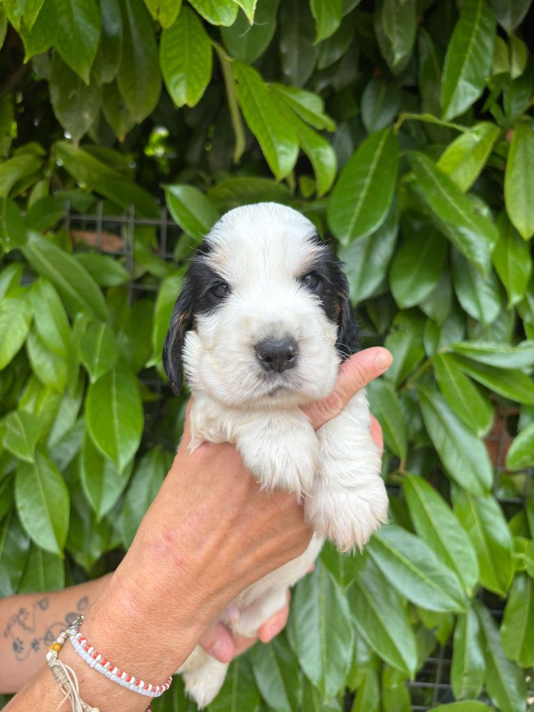 Du Domaine de Cors - Chiots disponibles - Cocker Spaniel Anglais