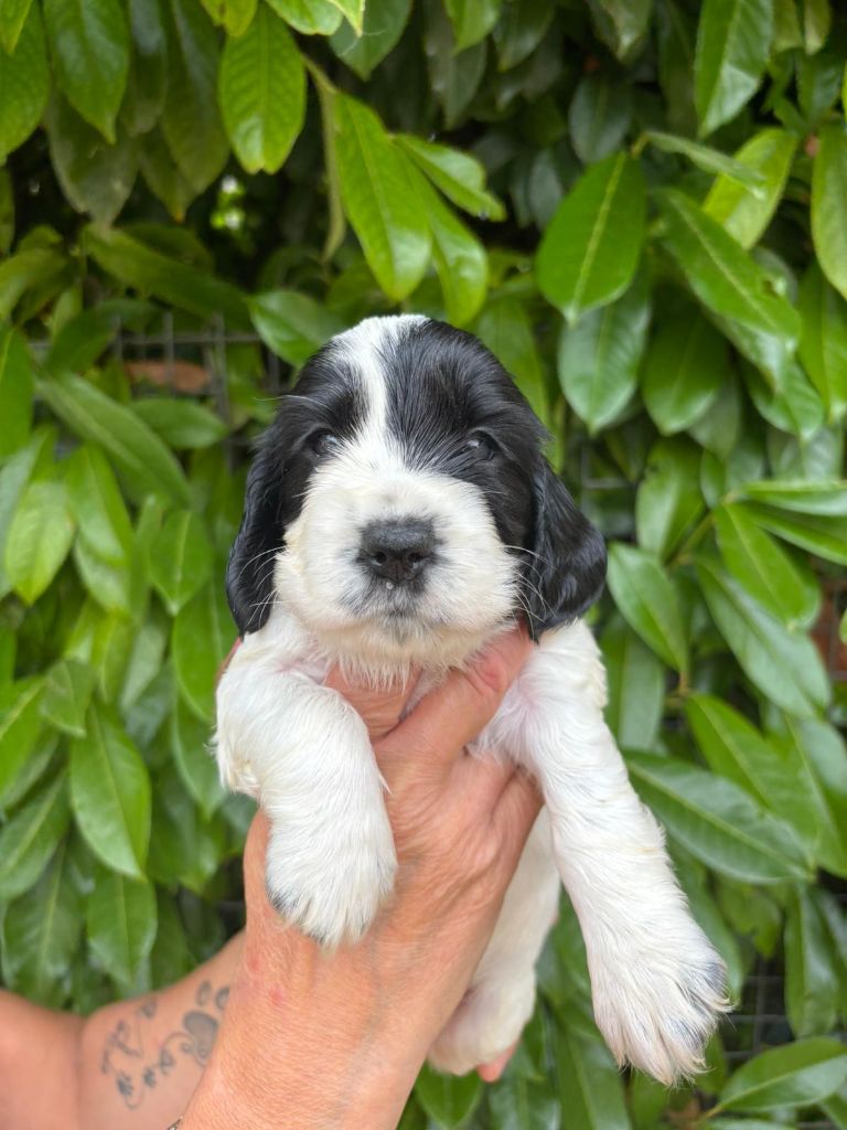 Du Domaine de Cors - Chiots disponibles - Cocker Spaniel Anglais