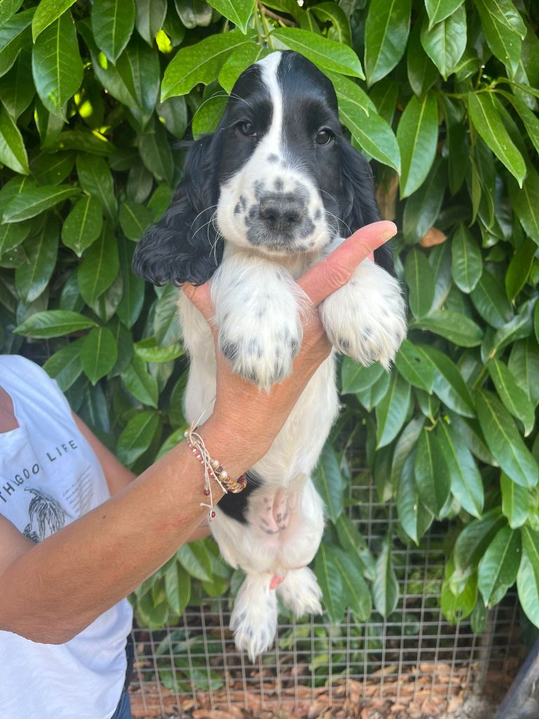 Du Domaine de Cors - Chiots disponibles - Cocker Spaniel Anglais