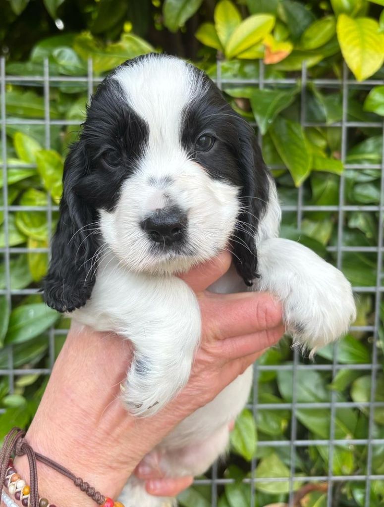 Du Domaine de Cors - Chiots disponibles - Cocker Spaniel Anglais